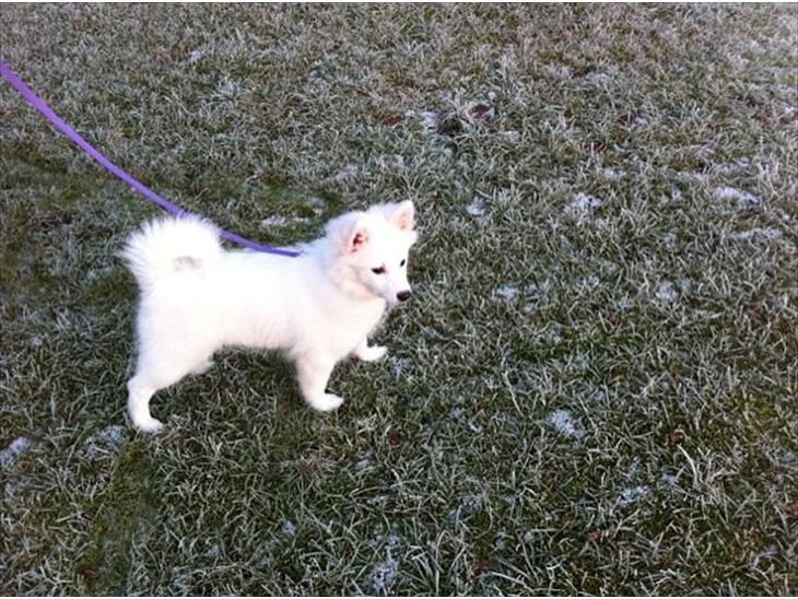 {{currentPhoto.altText}} billede {{currentPhoto.number}}