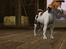 Sims 3 pets - mutant hunde o-O - Papillon ??