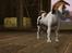 Sims 3 pets - mutant hunde o-O