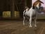 Sims 3 pets - mutant hunde o-O