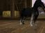 Sims 3 pets - mutant hunde o-O