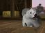 Sims 3 pets - mutant hunde o-O - En Samojede, uden ben ?? 