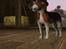 Sims 3 pets - mutant hunde o-O