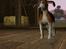 Sims 3 pets - mutant hunde o-O