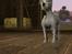 Sims 3 pets - mutant hunde o-O