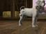 Sims 3 pets - mutant hunde o-O