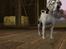 Sims 3 pets - mutant hunde o-O