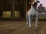 Sims 3 pets - mutant hunde o-O