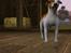 Sims 3 pets - mutant hunde o-O