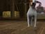 Sims 3 pets - mutant hunde o-O