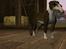 Sims 3 pets - mutant hunde o-O