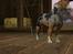 Sims 3 pets - mutant hunde o-O