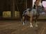 Sims 3 pets - mutant hunde o-O