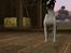 Sims 3 pets - mutant hunde o-O