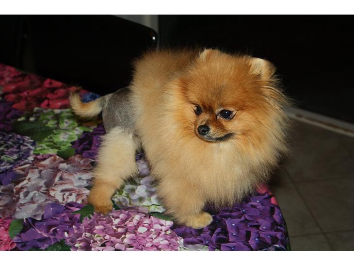 {{currentPhoto.altText}} billede {{currentPhoto.number}}