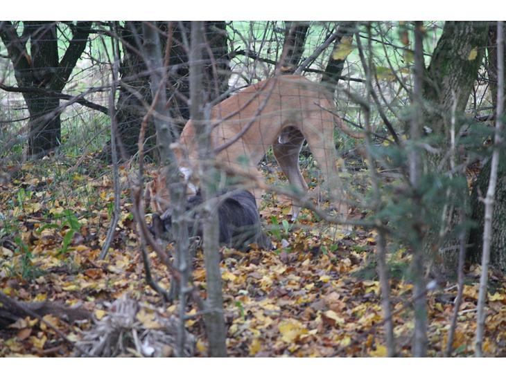 {{currentPhoto.altText}} billede {{currentPhoto.number}}