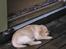 Hos kennel - 24.6.07 - 34 dage gammel