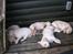 Hos kennel - 24.6.07 - 34 dage gammel