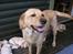 Hos kennel - 24.6.07 - 34 dage gammel