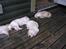Hos kennel - 24.6.07 - 34 dage gammel
