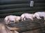 Hos kennel - 24.6.07 - 34 dage gammel