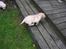 Hos kennel - 24.6.07 - 34 dage gammel