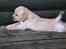 Hos kennel - 24.6.07 - 34 dage gammel