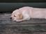 Hos kennel - 24.6.07 - 34 dage gammel