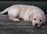 Hos kennel - 24.6.07 - 34 dage gammel