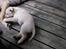 Hos kennel - 24.6.07 - 34 dage gammel