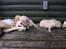 Hos kennel - 24.6.07 - 34 dage gammel