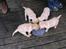 Hos kennel - 24.6.07 - 34 dage gammel
