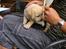 Hos kennel - 24.6.07 - 34 dage gammel