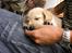 Hos kennel - 24.6.07 - 34 dage gammel
