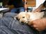 Hos kennel - 24.6.07 - 34 dage gammel