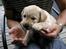 Hos kennel - 24.6.07 - 34 dage gammel