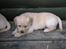 Hos kennel - 24.6.07 - 34 dage gammel