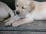 Hos kennel - 24.6.07 - 34 dage gammel