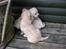 Hos kennel - 24.6.07 - 34 dage gammel