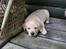Hos kennel - 24.6.07 - 34 dage gammel