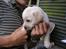 Hos kennel - 24.6.07 - 34 dage gammel