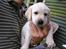 Hos kennel - 24.6.07 - 34 dage gammel