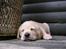 Hos kennel - 24.6.07 - 34 dage gammel