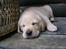 Hos kennel - 24.6.07 - 34 dage gammel