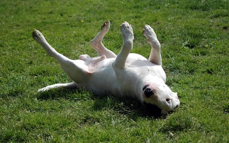 De sjove, de grimme... billede 2