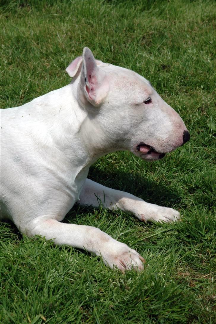 De sjove, de grimme... billede 3