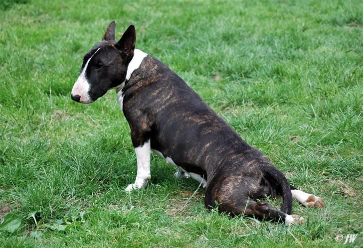 De sjove, de grimme... - Din hund sidder da også sådan her tit, ik`? billede 4