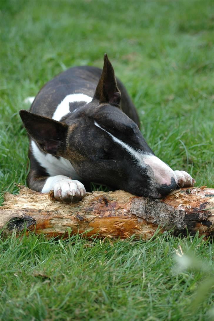 De sjove, de grimme... billede 5