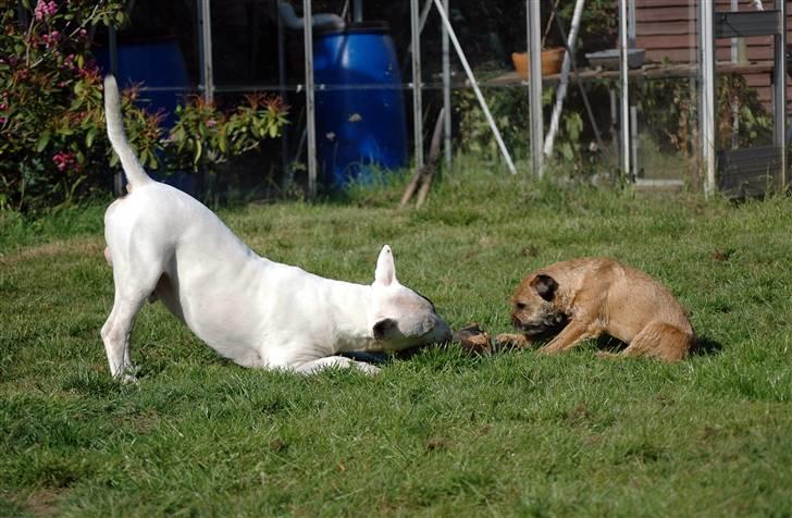 De sjove, de grimme... billede 6