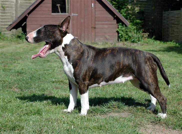 De sjove, de grimme... billede 7